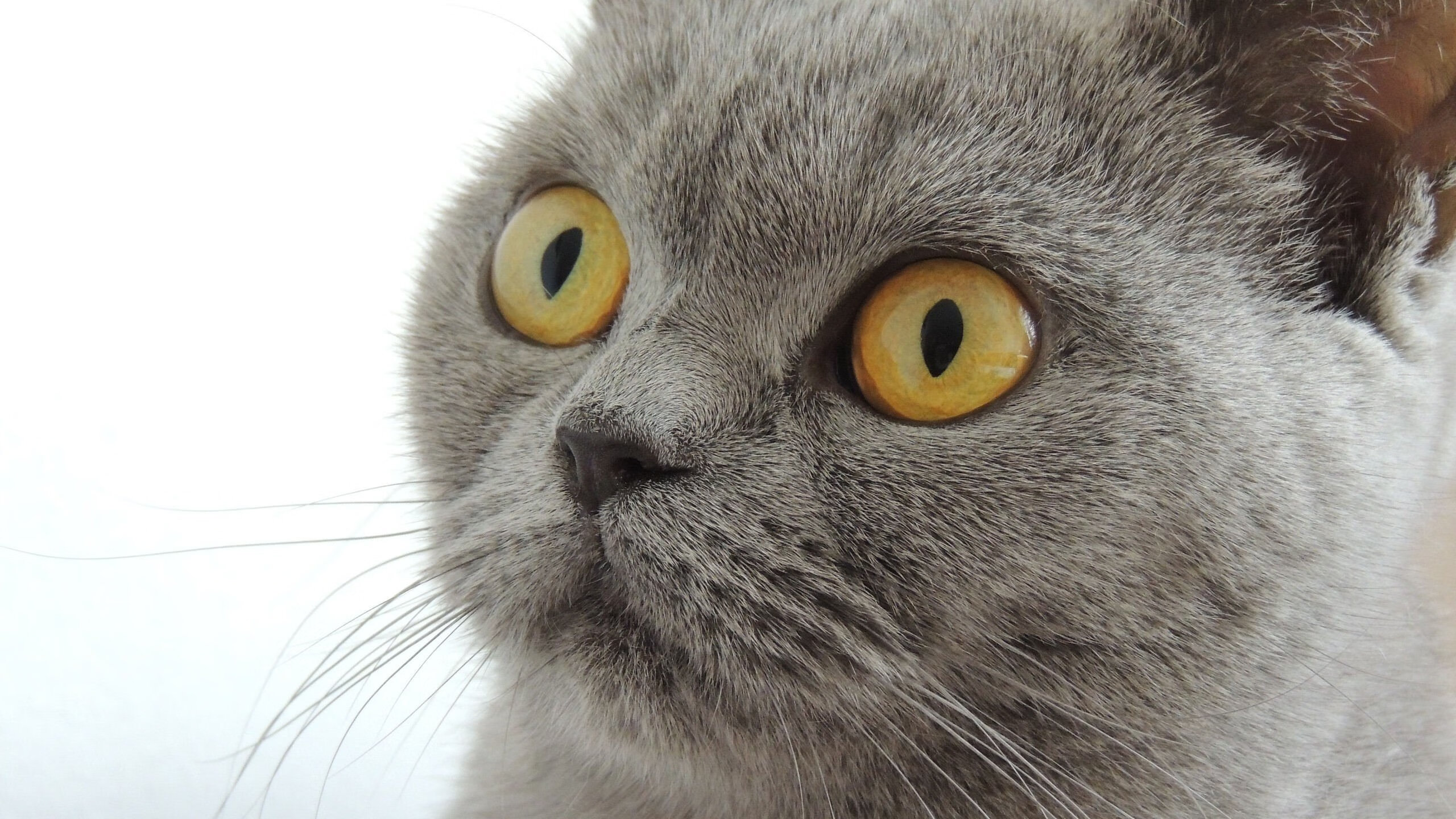 开云体育平台APP-雪峰对决，新王登基，杰伦·格林绝境中点亮掘金前路