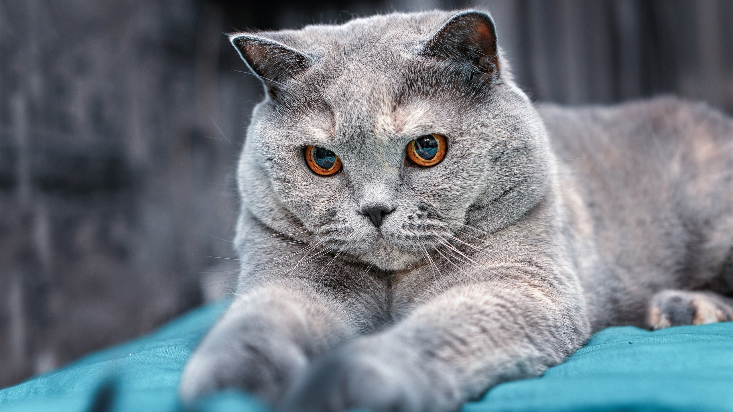 西亚卡姆独步天下！太阳狂胜上海队诠释顶级篮球维度