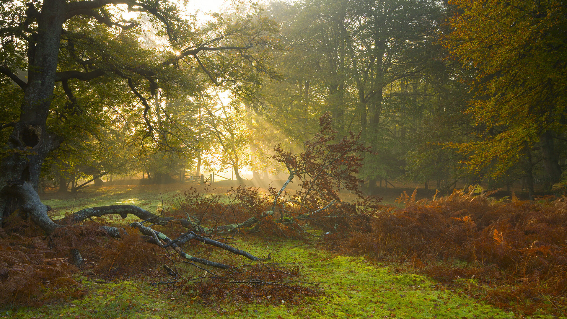 开云体育平台APP-逆流成河，当佛被圭碾压，巴斯托尼扛起整片天空