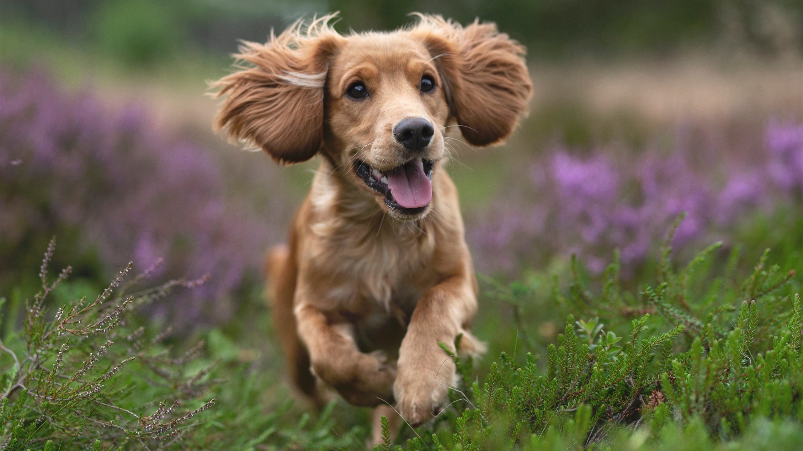 开云体育入口-跨界统治力，掘金篮球场碾压广东，伦纳德绿茵场再现死神时刻