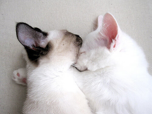 宇宙队坠落记，当魔术巅峰遭遇火箭逆袭