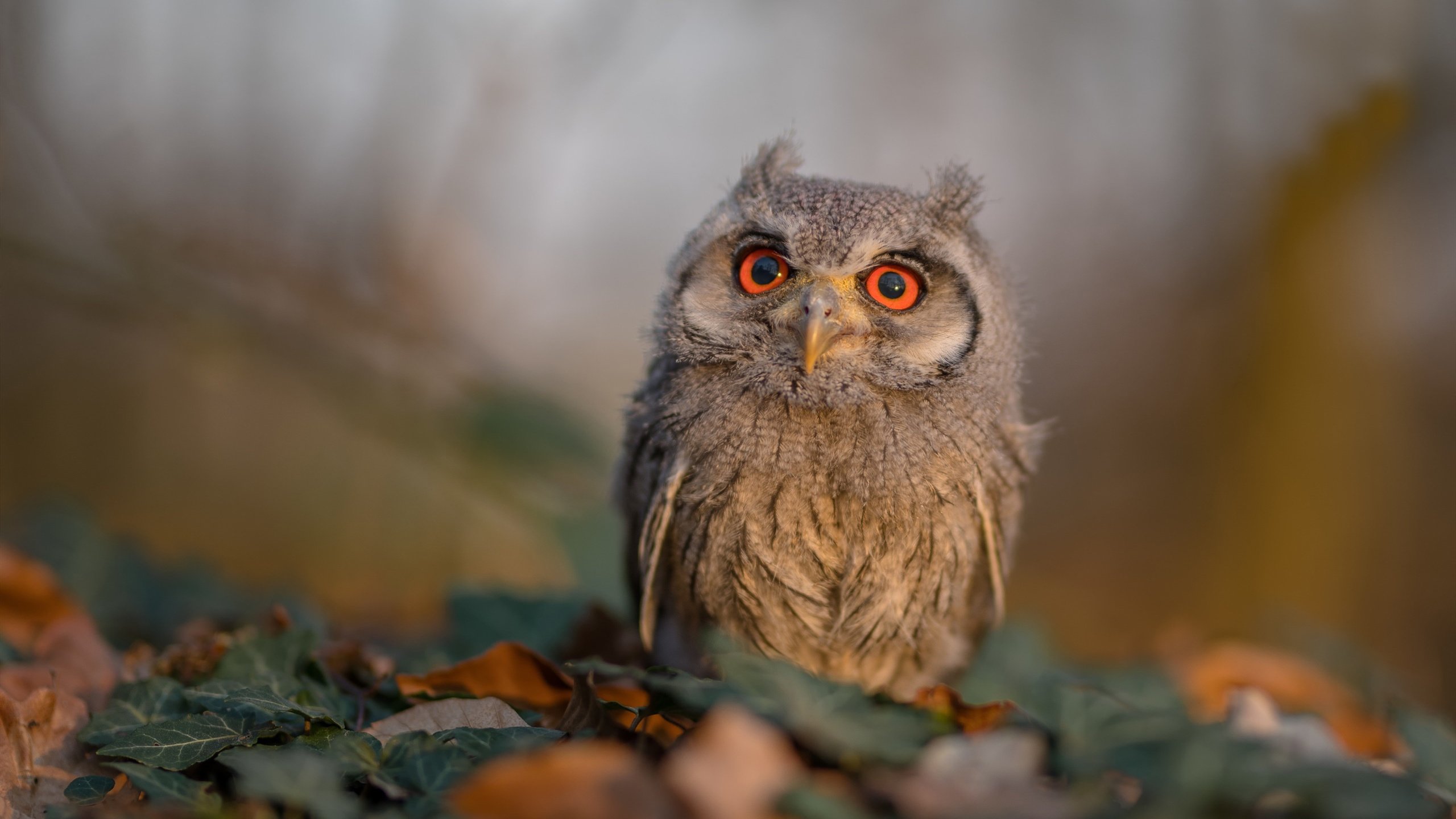 开云体育官网-当22岁遇见33岁，一场平行时空的巅峰裁决