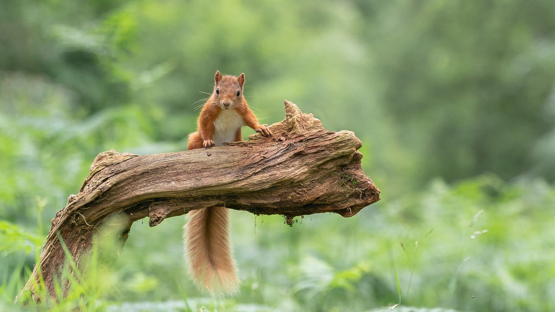 伊萨克爆发背后，丹麦足球强势崛起的国际米兰式胜利密码