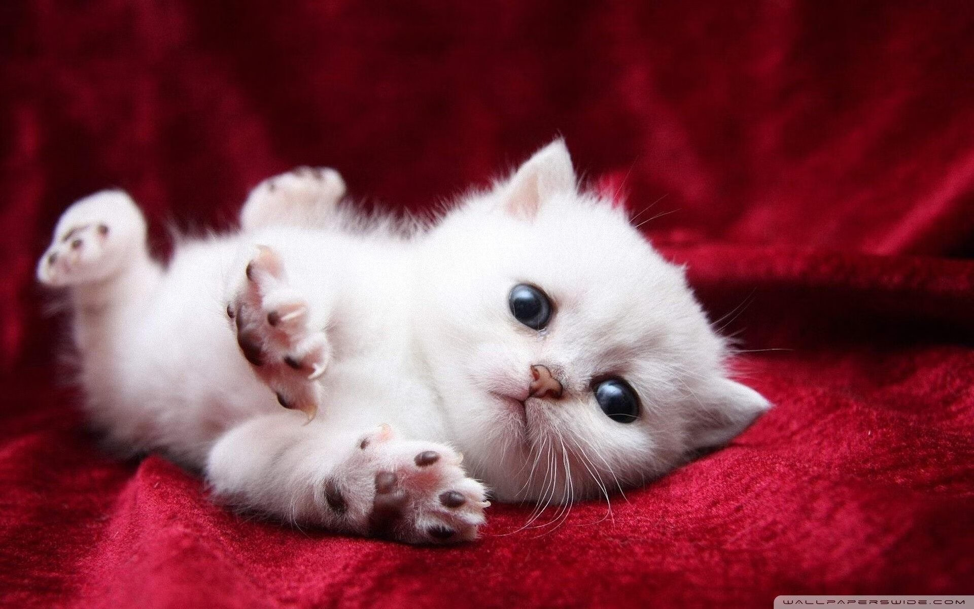 心理解析，顶尖球员与球队如何驾驭关键比赛—从拉什福德大场面定律到爱尔兰的战术闪电战