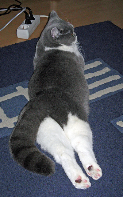 掘金战北京，拉文惊天一扣诠释巨星价值