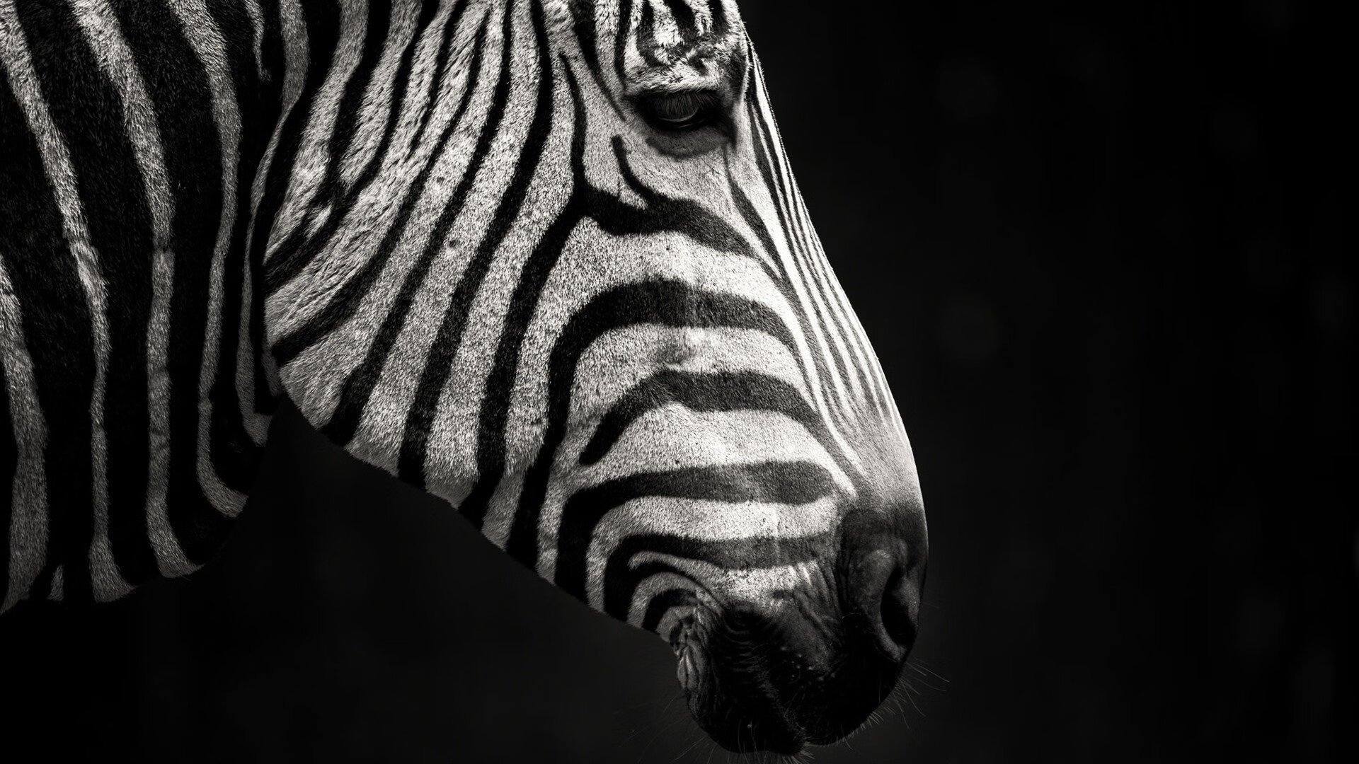 开云体育在线-2026，沙漠之矛击碎瑞士军刀，伊拉克逆转之夜，阿诺德用1.87秒定义了唯一性